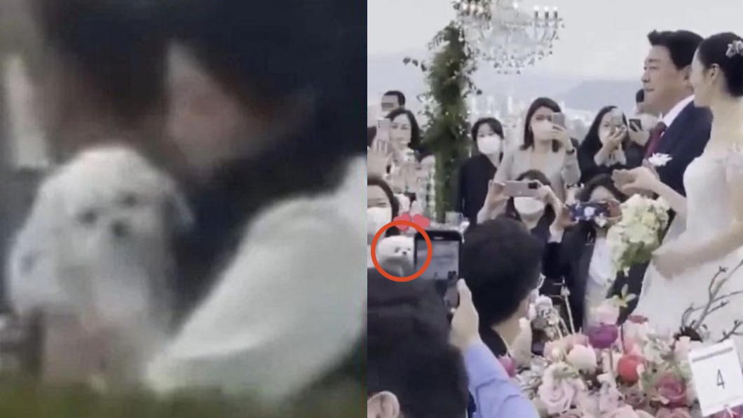 有網友透露孫藝珍的「女兒」愛犬Kitty也全程參加婚禮。(圖/翻攝自IG)