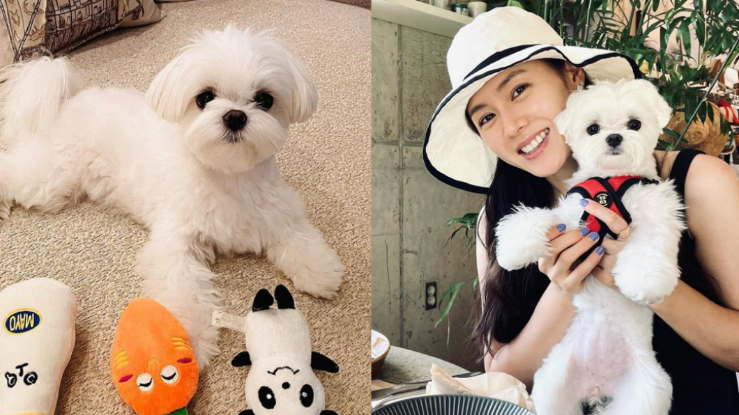 孫藝真經常曬出愛犬照。(圖/翻攝自孫藝真IG)