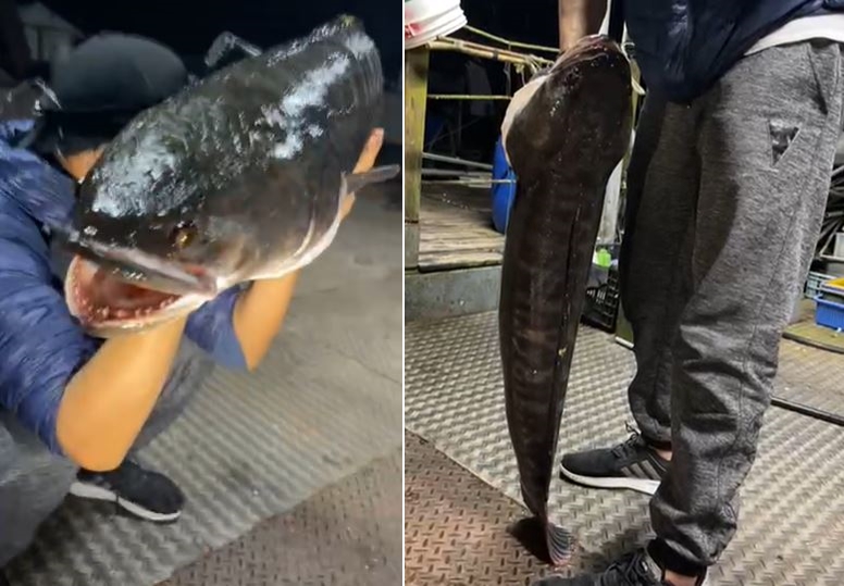 魚虎在日月潭沒有天敵。(圖/翻攝自日月潭一等高臉書)