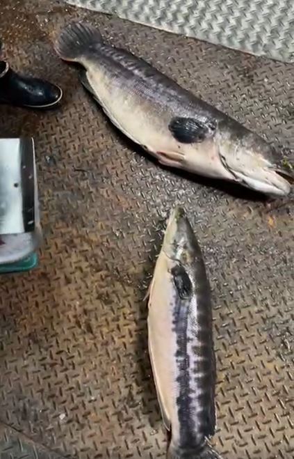 抓到兩隻魚虎。(圖/翻攝自日月潭一等高臉書)