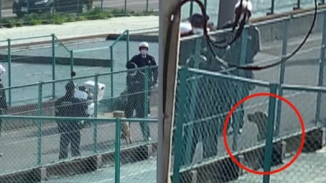 這麼可怕？比特犬失蹤14小時　日本緊張出動8警力圍捕