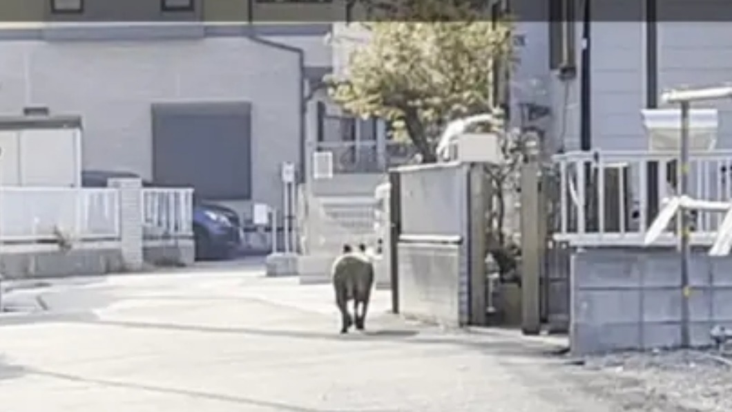 比特犬被發現時在逛大街。(圖/翻攝自FNNプライムオンライン)