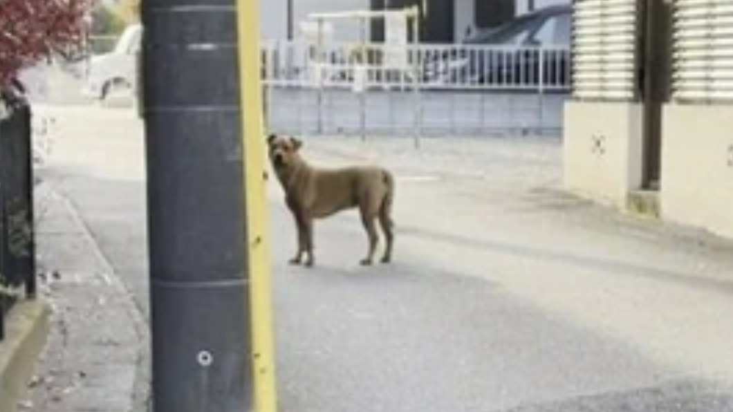 日本記者比警方早一步發現比特犬。(圖/翻攝自FNNプライムオンライン)