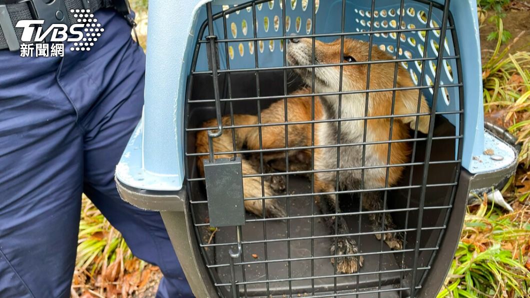 狐狸被捕獲後發現帶有狂犬病。(圖/達志影像美聯社)