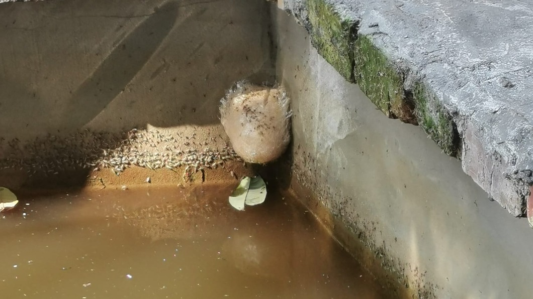水池冒外乾內濕泡沫！　網秒認出「稀有物」嗨翻：發財了