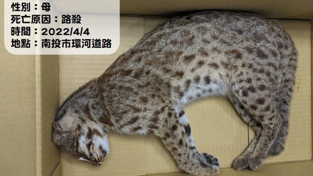 累積16起!母石虎在溪旁遭路殺 「1屍4命」保育團隊鼻酸