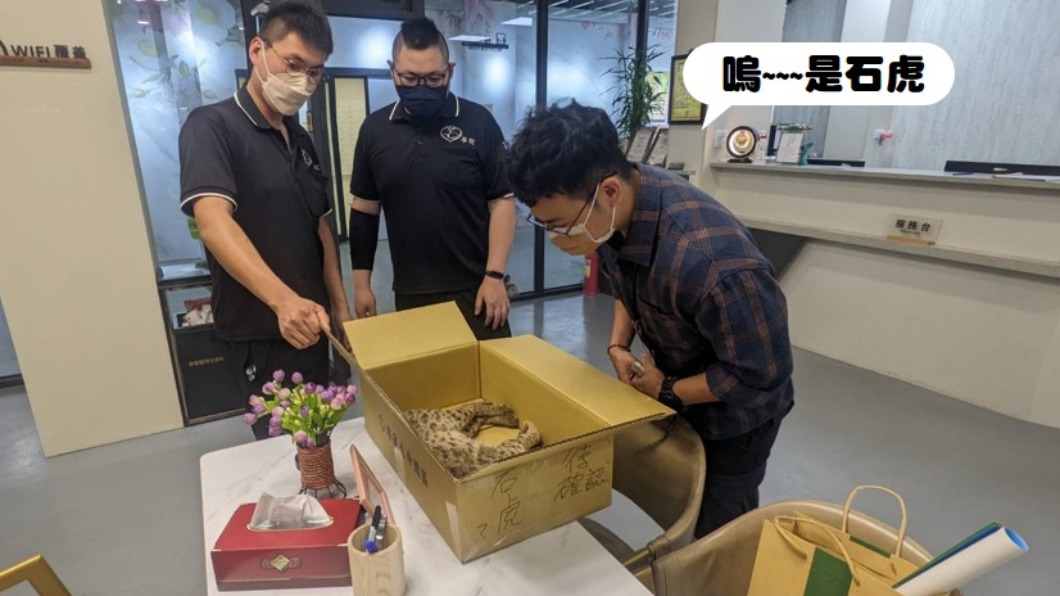 石虎團隊解剖身亡的石虎。(圖/翻攝自石虎保育大使 阿虎加油臉書)