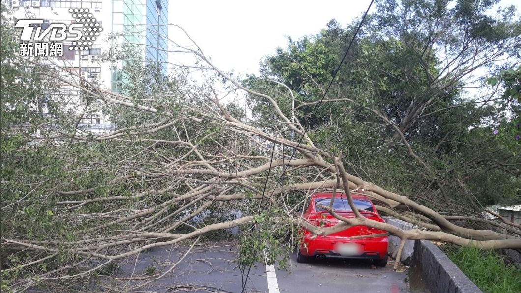 有夠衰 車停路邊被樹壓 原來是樹根爛了