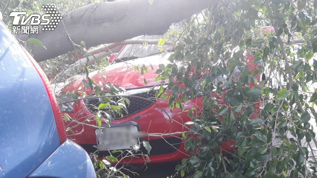 車停路邊被樹壓 原來是樹根爛了