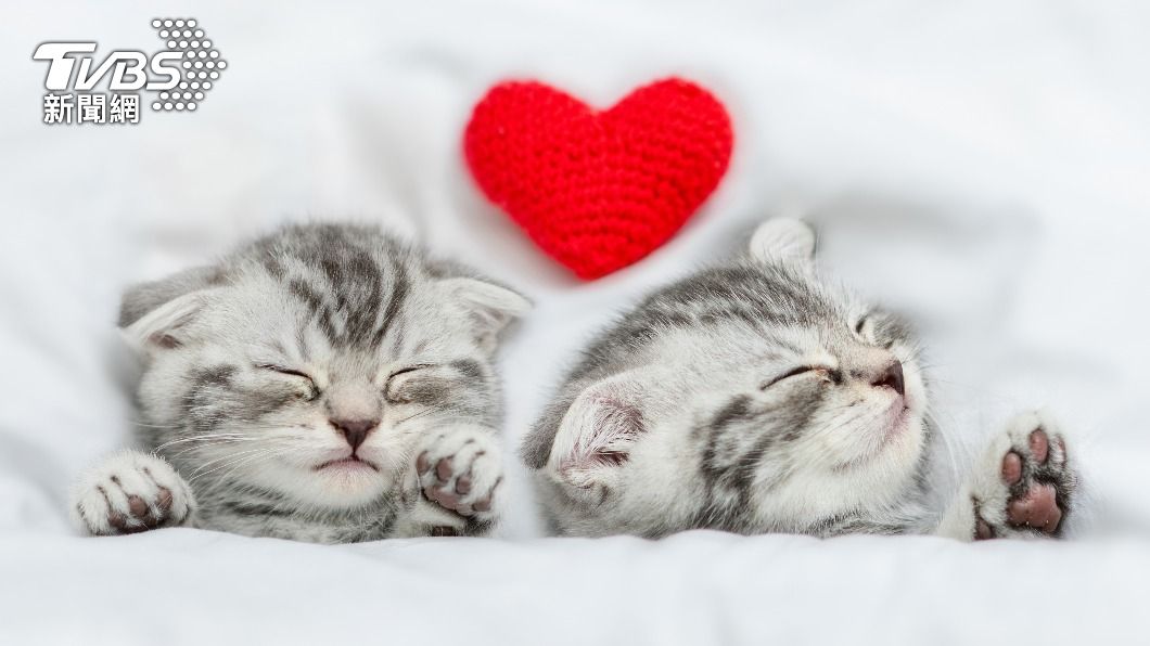 可愛的動物能溫暖人心。（示意圖／shutterstock達志影像）