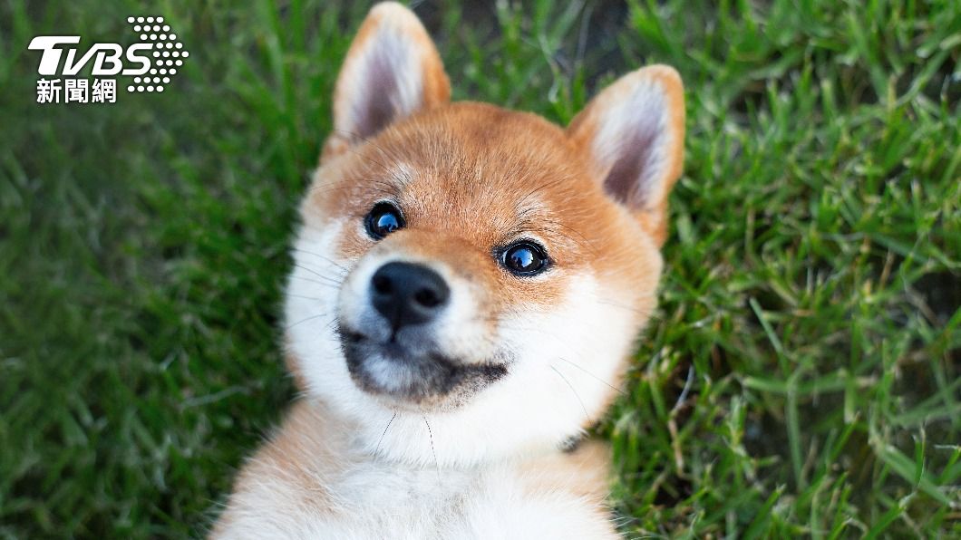 柴犬超可愛。(示意圖/shutterstock達志影像)