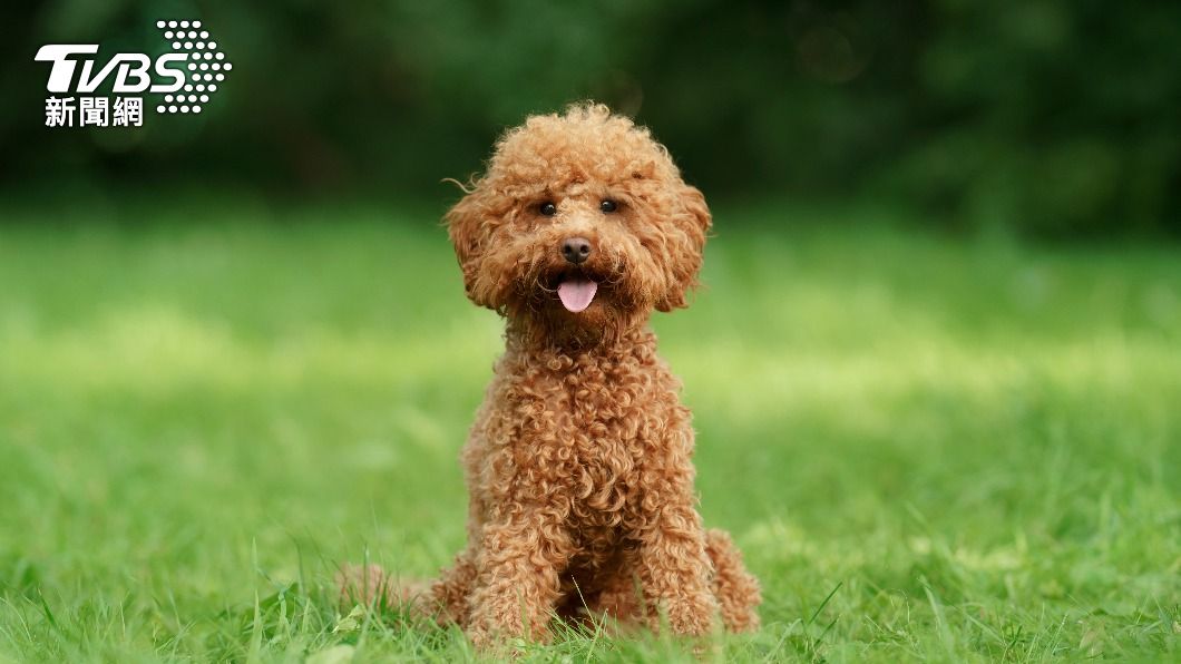 不少人推薦貴賓犬。（示意圖／shutterstock達志影像）