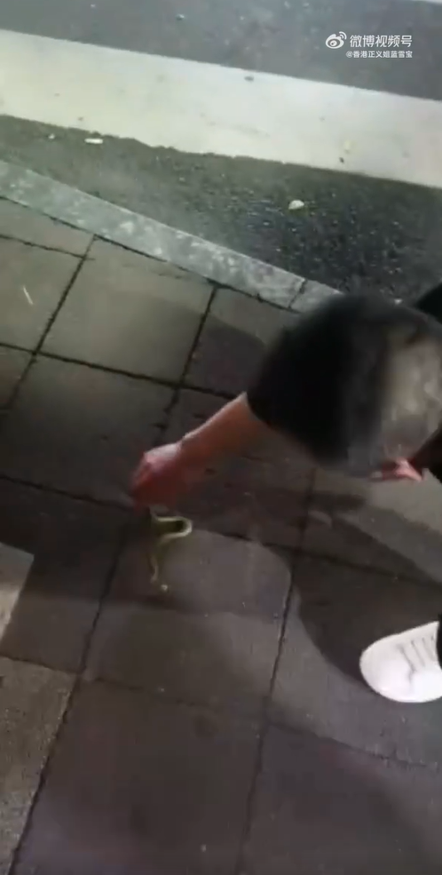 男子不聽勸,硬要抓起青竹絲。(圖/翻攝自微博)