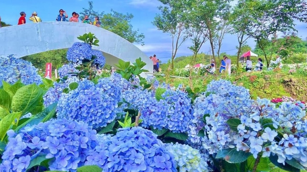 萬里第三園區還可站在小橋上，由上往下捕抓美麗繡球花海。（圖／ 食尚玩家提供）