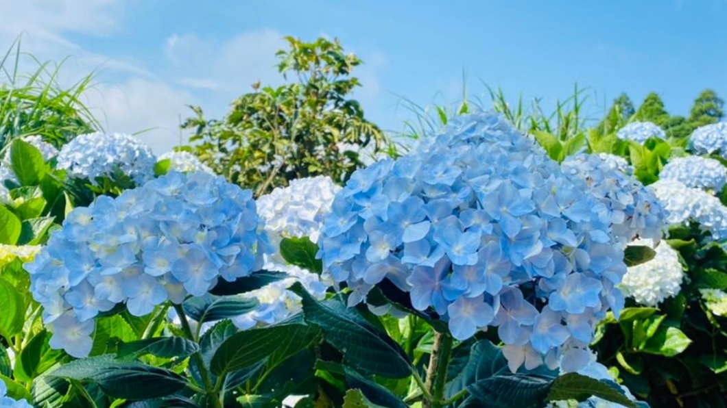 每到花季都吸引相當多民眾前往欣賞。（圖／ 食尚玩家提供）