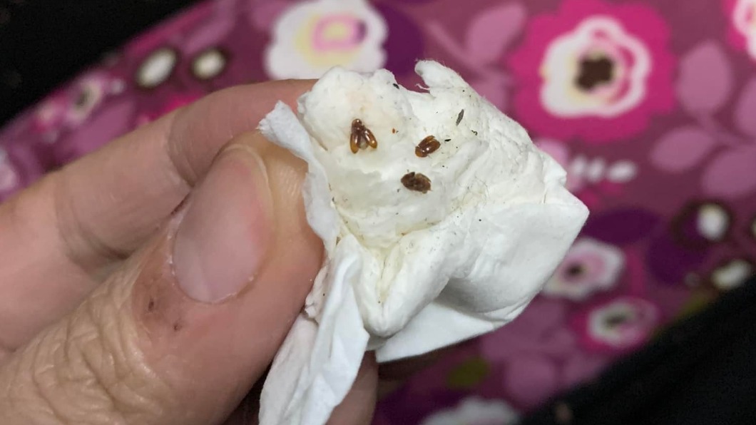 家中狂冒「綠豆蒜怪蟲」!整排苦主喊+1 內行秒揪元凶