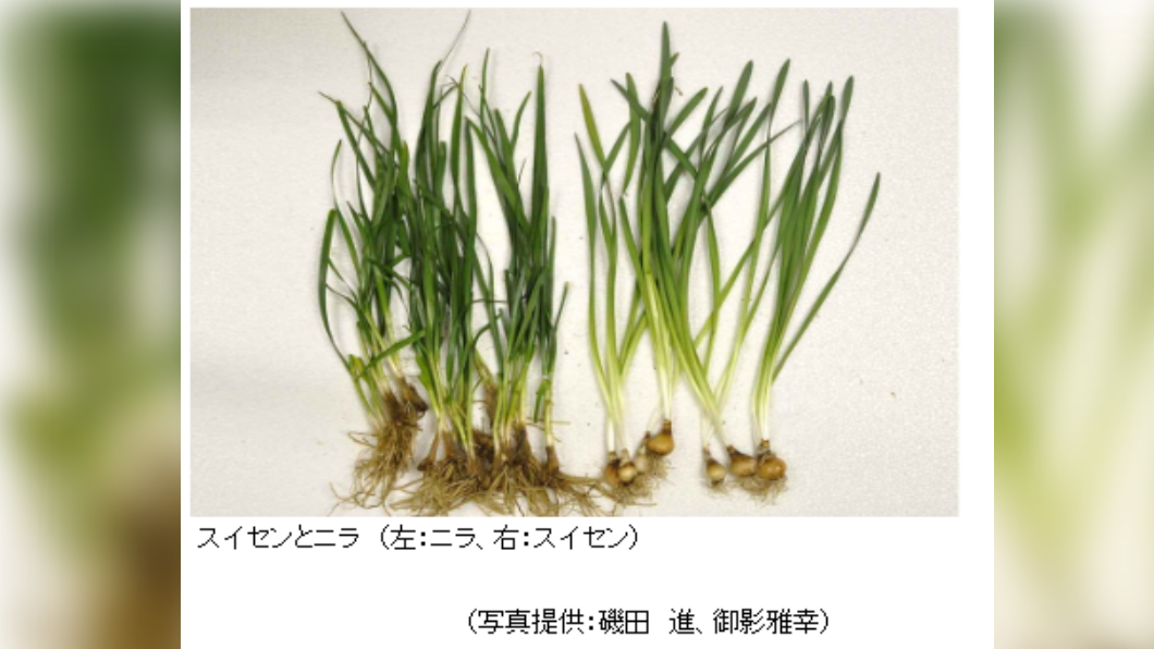 水仙(左)和韭菜(右)的葉子外型相似,許多人往往會搞混。(圖/翻攝自日本厚生勞動省網站)