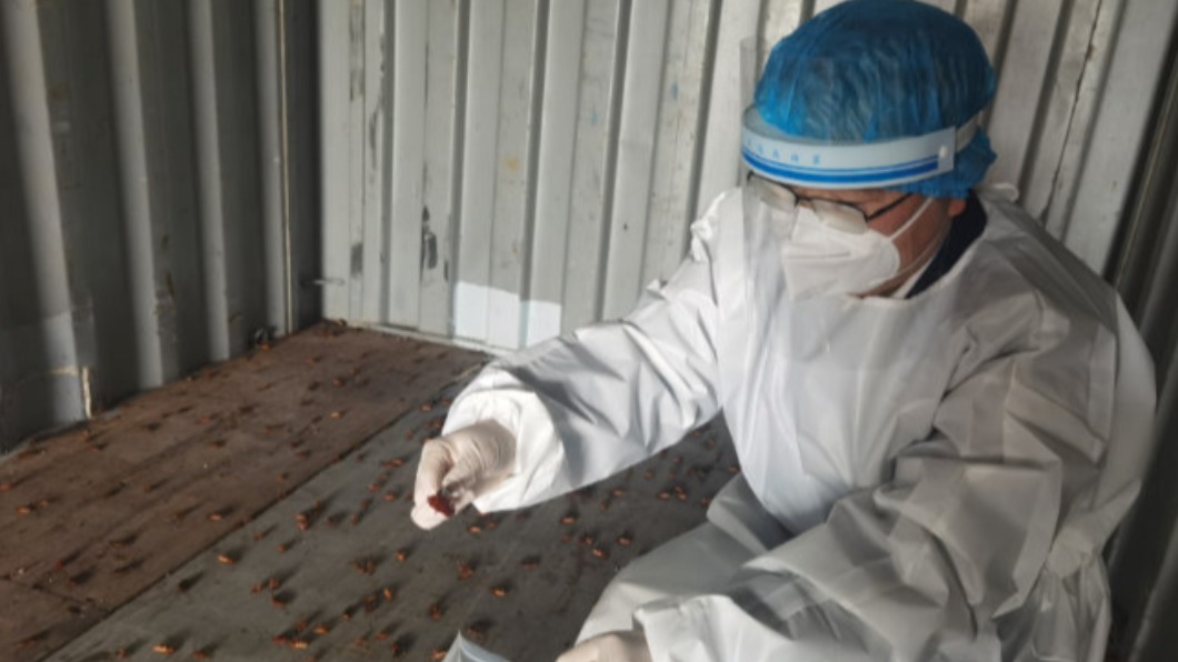 此次為廈門海關近年截獲病媒生物數量最多的一次。(圖/翻攝自微博)