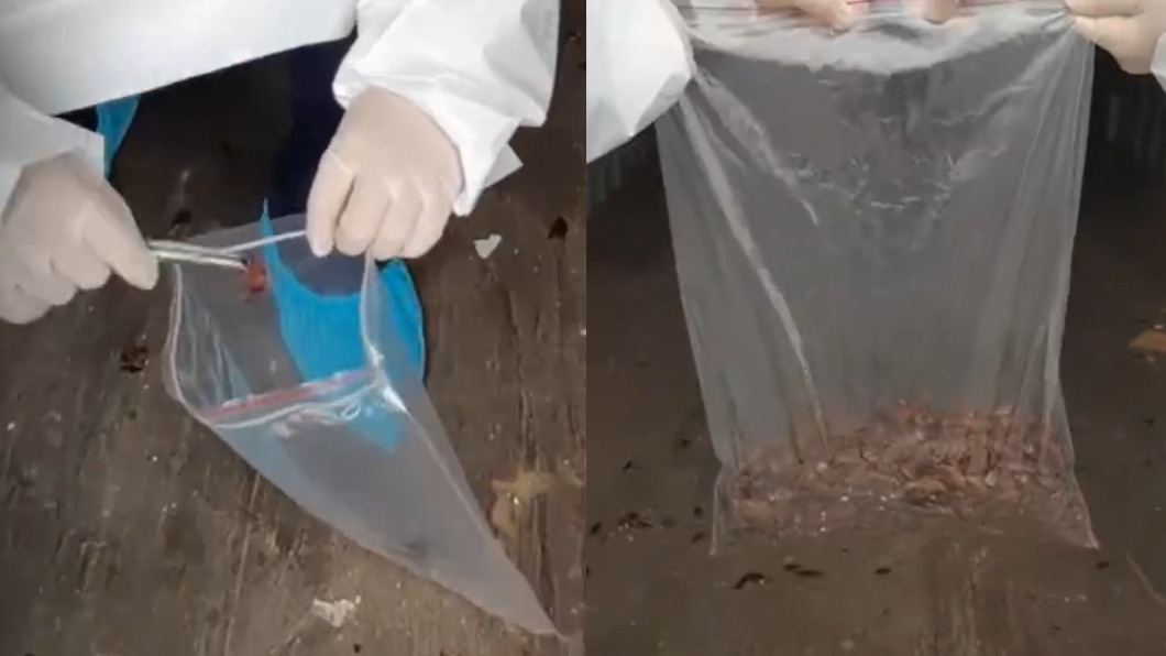 美洲蟑螂易帶有病菌。(圖/翻攝自微博)