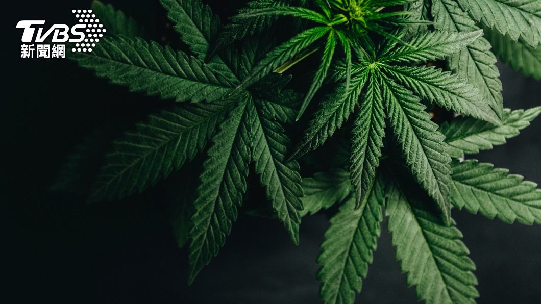 台灣將大麻列為二級毒品。（示意圖／shutterstock達志影像）