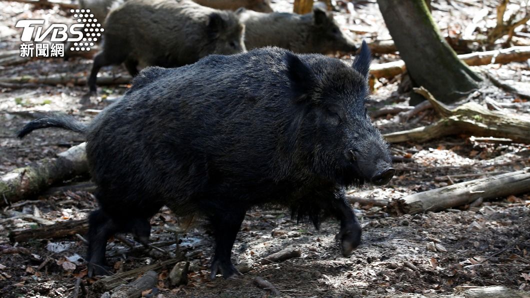 聲譽不佳 德動物園純種公豬「普欽」改名了