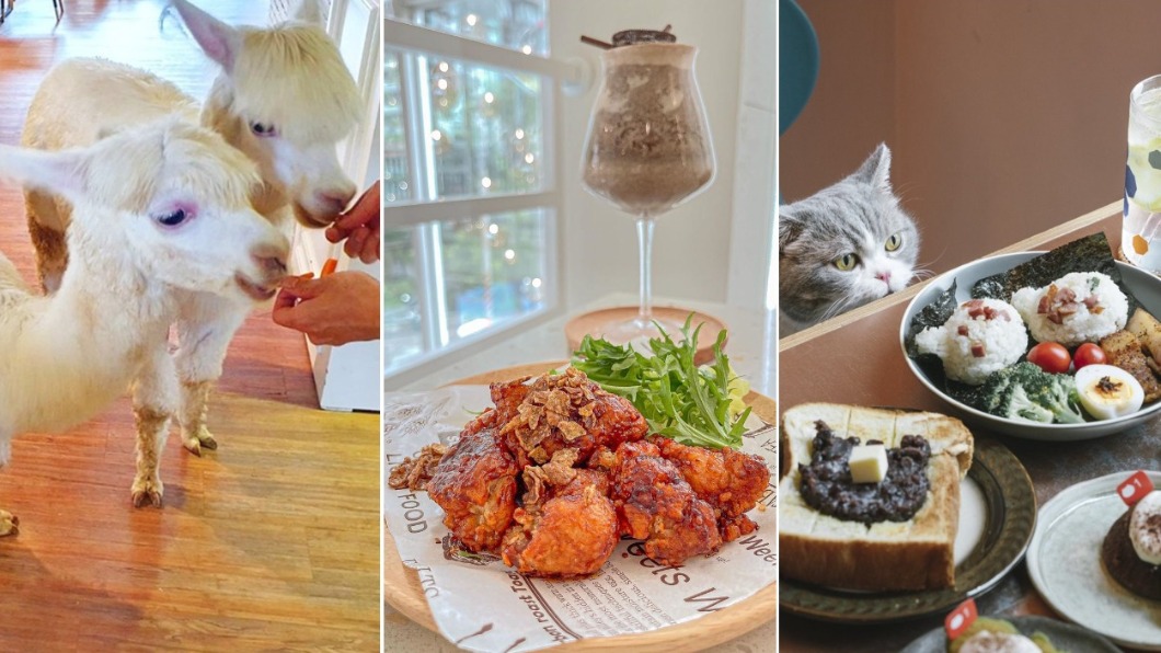 一次全療癒!盤點5家超萌動物餐廳 還有狐獴陪吃飯
