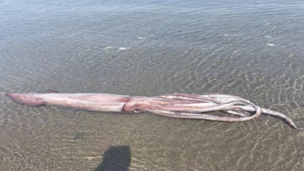 起初魷魚被發現時還有生命跡象但水族館人員抵達前卻不幸死亡。（圖／翻攝自越前松島水族館推特）