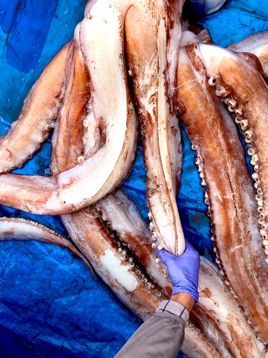 這條大王魷魚身長約3.35公尺體重約80公斤。（圖／翻攝自越前松島水族館推特）