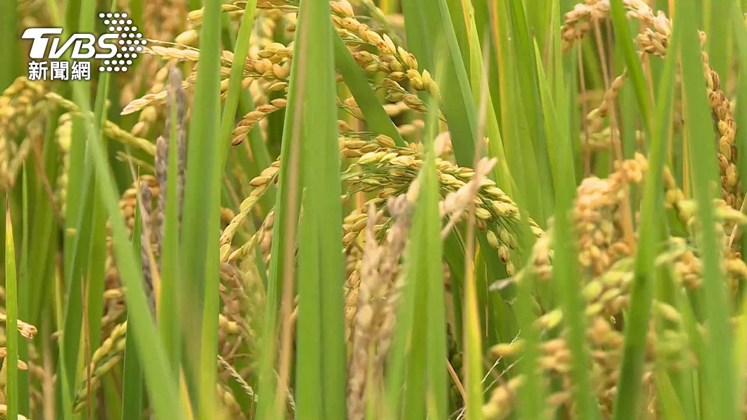 5月霪雨農損累計1634萬元　屏東最慘占72%