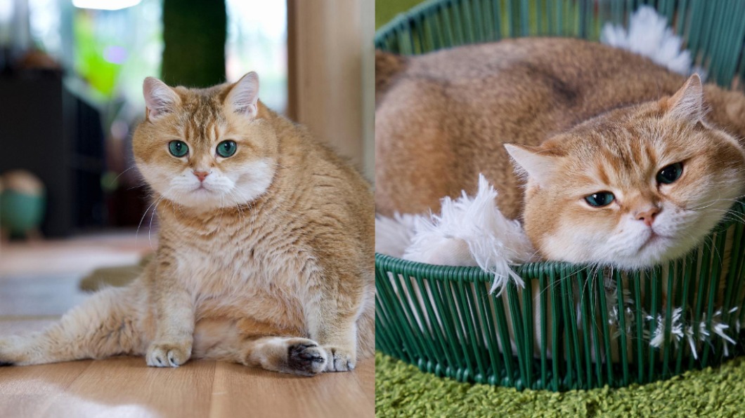 Hosico的IG追蹤數逼近2百萬。（圖／翻攝自hosico_cat IG）