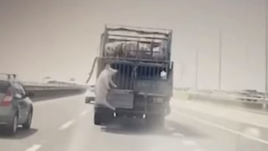 小貨車閘門未關緊，豬隻掉落。（圖／翻攝爆廢公社）