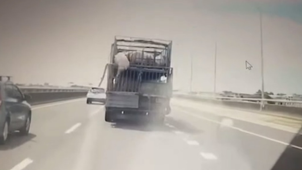 豬隻在車輛行進間摔落。(圖/翻攝爆廢公社)
