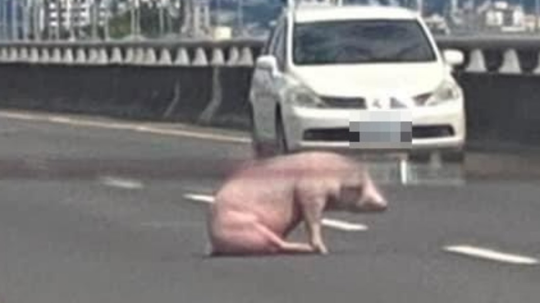 豬隻摔車讓不少網友看了相當心疼。(圖/翻攝爆廢公社)
