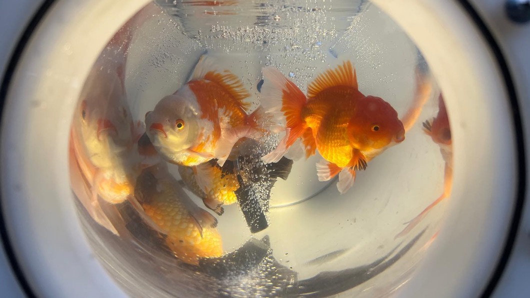 黃小潔手作行動水族箱。(圖/翻攝黃小潔 臉書)