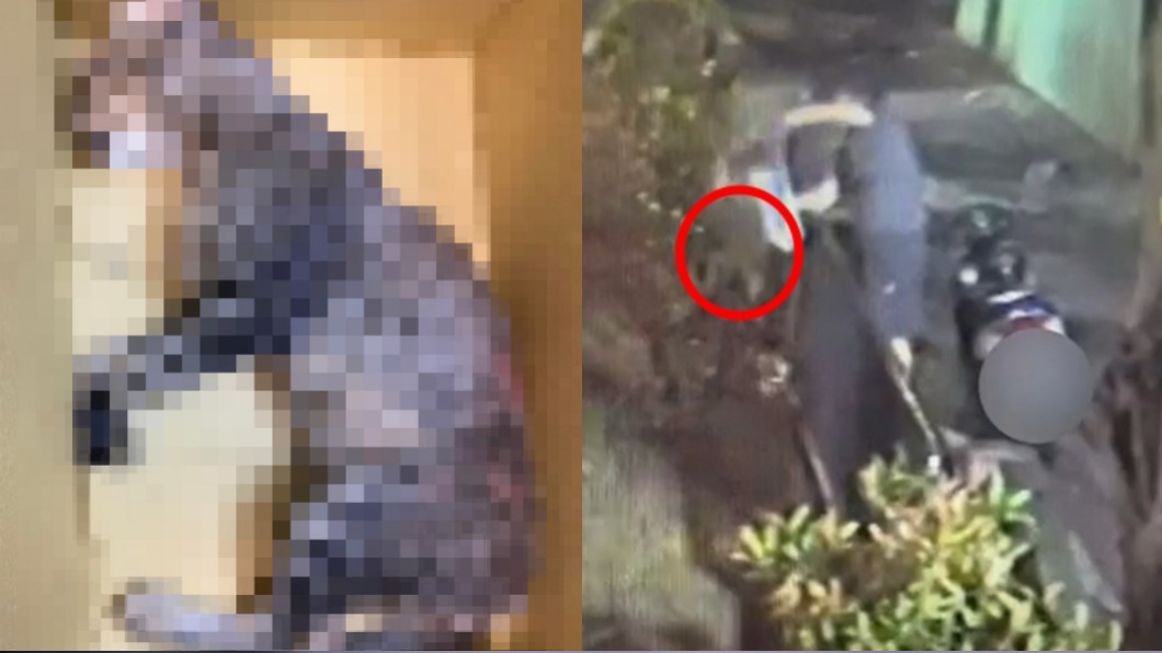滾水澆頭、當垃圾丟!虐貓男惡行全錄 貓咪血尿、痙攣亡