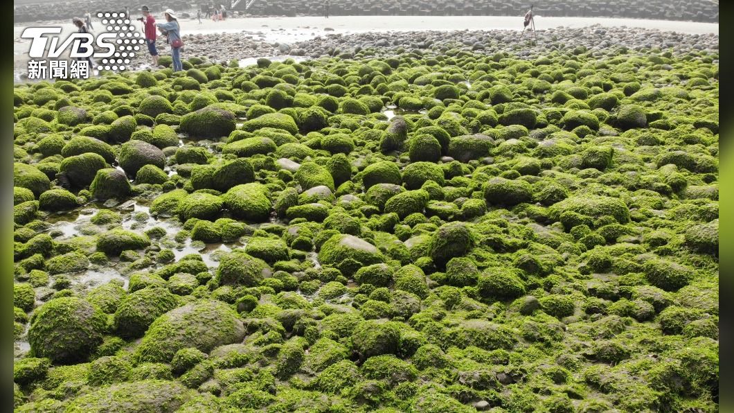 苑裡抹茶海岸季 苑裡公所與科大結盟創生