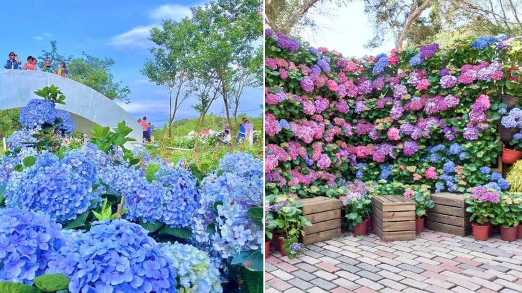 還不拍爆!5大繡球花景點一次看 這處彷彿置身日本