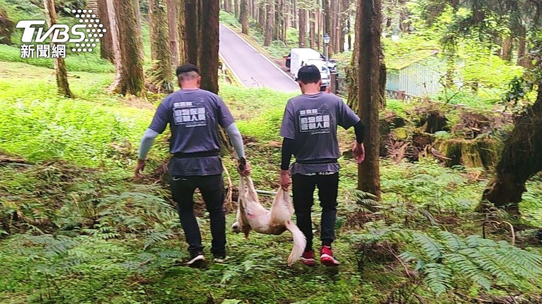 阿里山原始林國寶級帝雉受到浪犬騷擾，甚至有伏擊危害，嚴重影響繁殖，嘉義縣家畜疾病防治所動保人員26日上山捕抓犬隻。（圖／中央社）