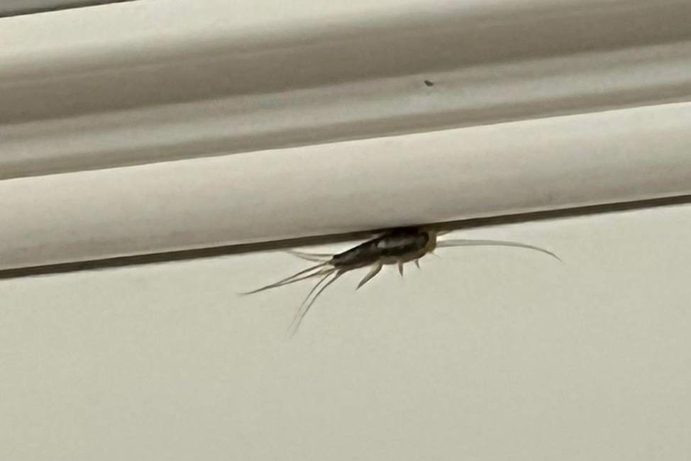 有網友一眼認出這是衣魚。（圖／翻攝自爆廢公社二館）