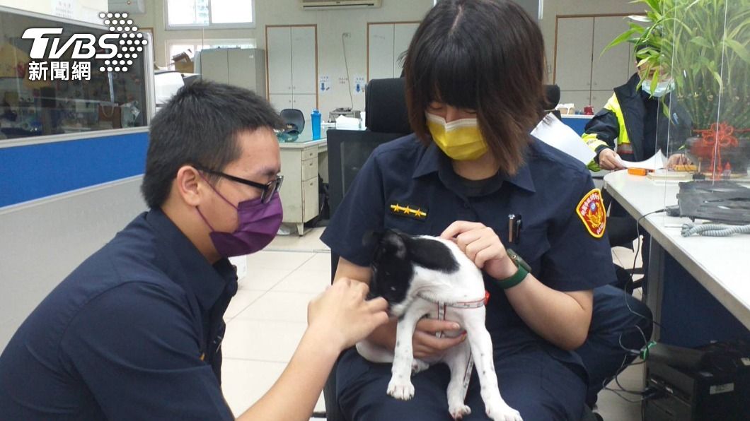 派出所添新成員 「阿埔」米克斯犬助員警掃陰霾
