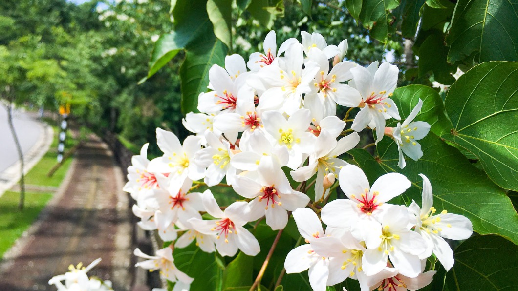苗栗的好客公園每年四、五月，油桐花的雪白花朵遍布山頭。（圖／翻攝自竹科大小事臉書）