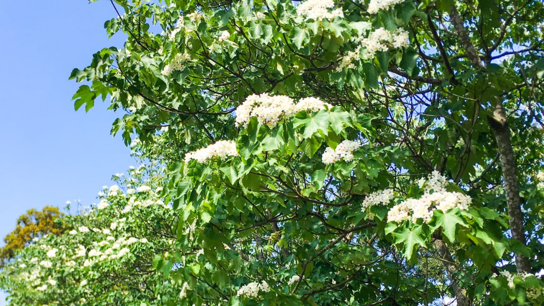 快來追5月雪!5條桃竹苗油桐花「浪漫白花毯」必打卡