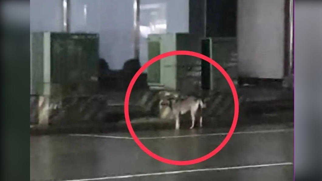 目擊民眾看見肇事的小灰狗。（圖／翻攝自記者爆料網）
