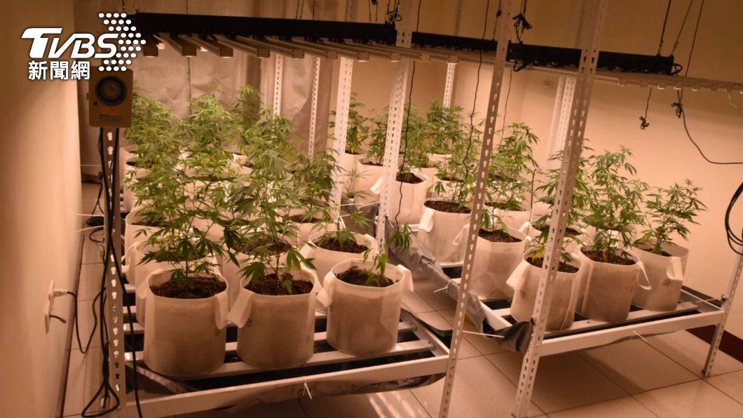 狡兔有三窟?男租5透天厝 種植百株大麻牟利