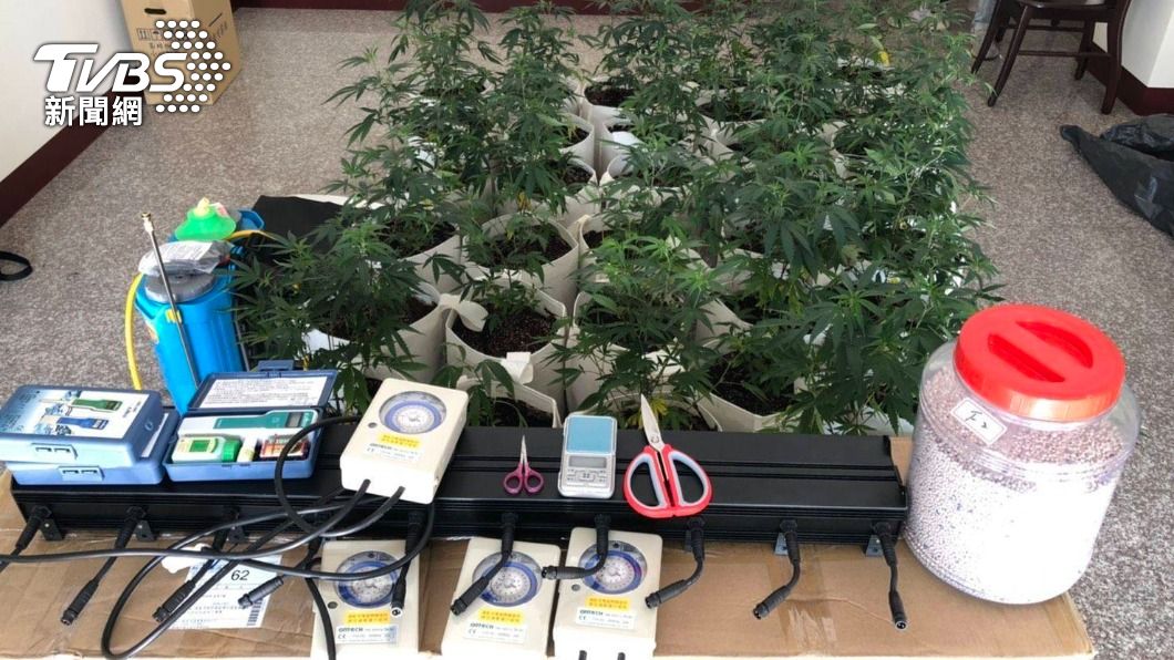 警方當場查獲百株大麻。（圖／TVBS）