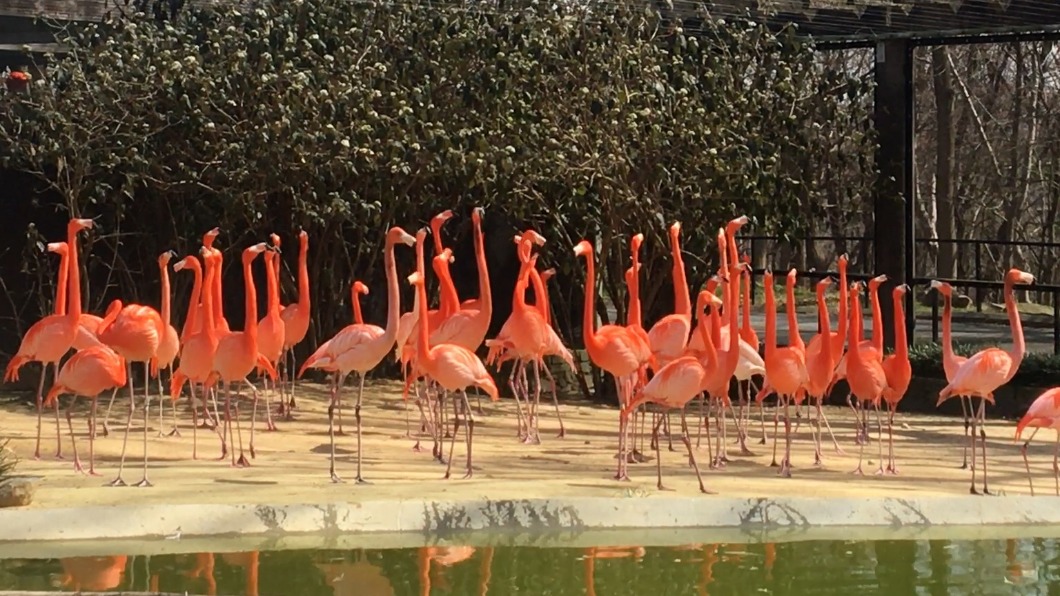 美國野狐夜闖動物園屠殺25隻紅鶴 釀20年來最慘傷亡