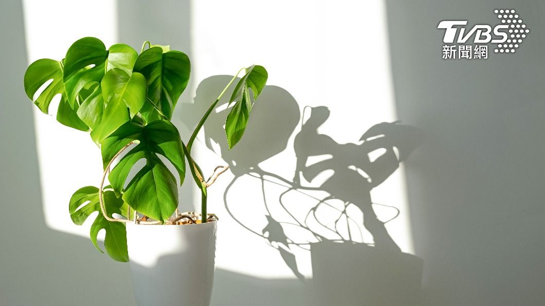 近年來龜背芋相當受歡迎。（示意圖／shutterstock達志影像）