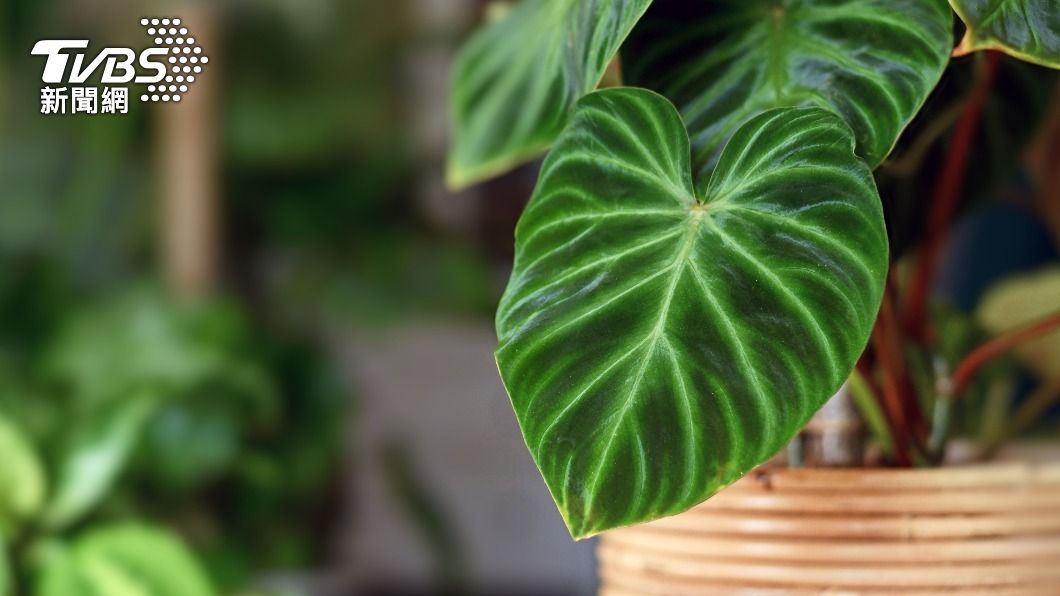 蔓綠絨是一種很常見的觀葉植物。（示意圖／shutterstock達志影像）