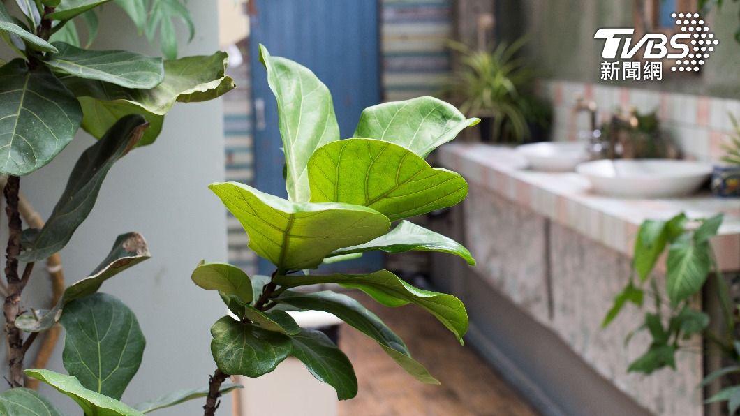 居家防疫養植物好療癒!5大熱門植栽一覽 明星最愛種它