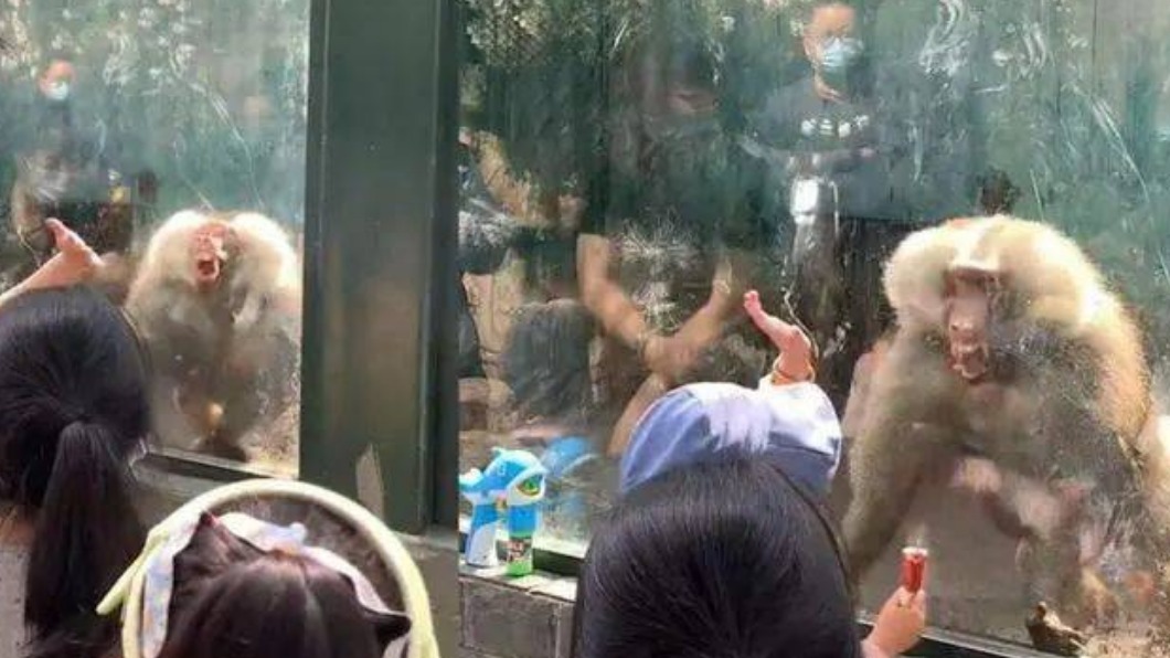 女遊客出手後身旁7、8名小朋友也開始模仿。（圖／翻攝自微博）